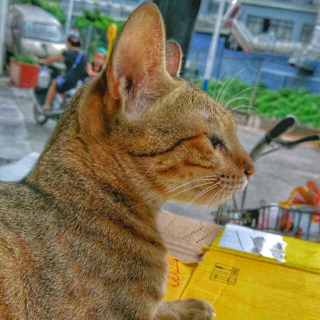 小黑