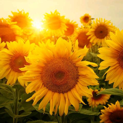 🌻🌻过好当下