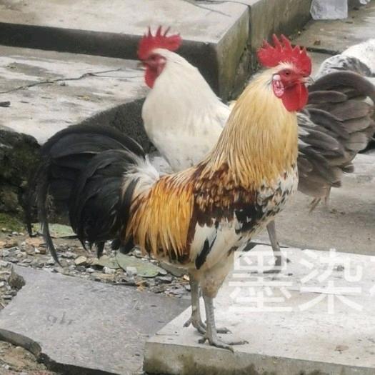 墨染花田