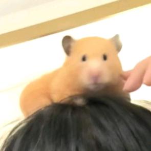 阿秋Aki