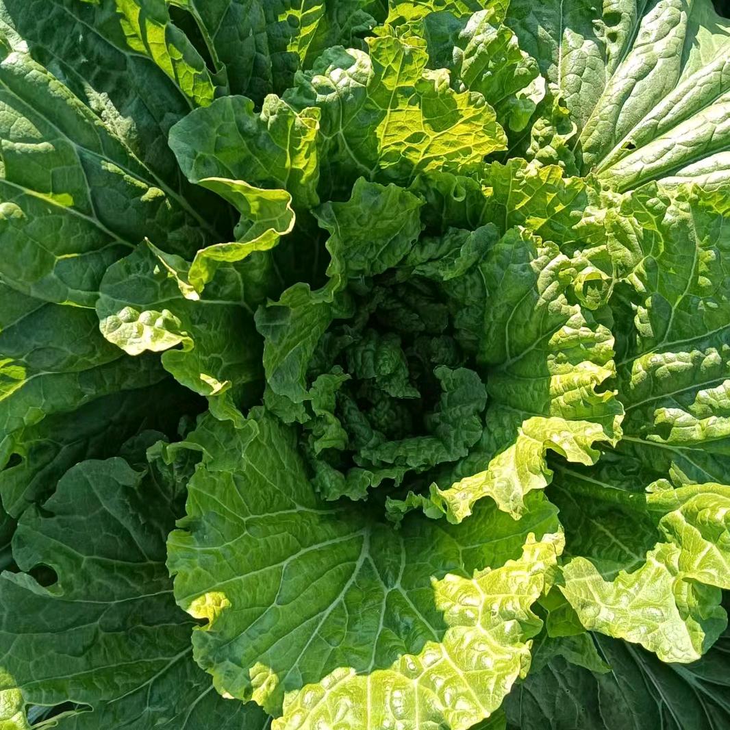 农村大锅饭菜