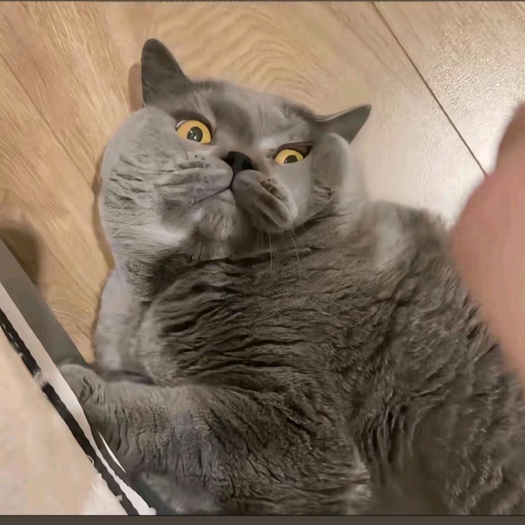 吃亿点小猫