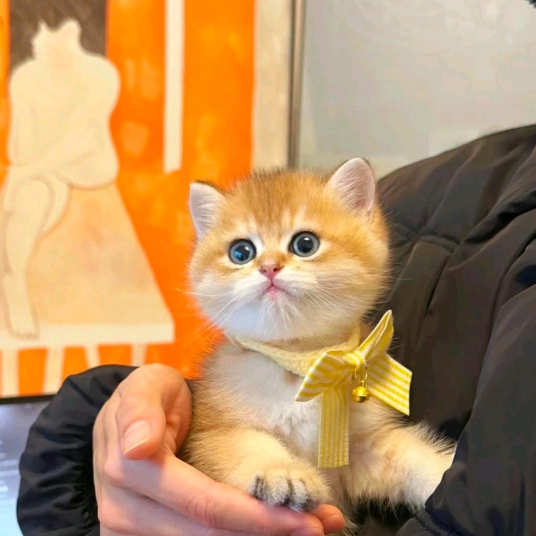 猫哥斯拉