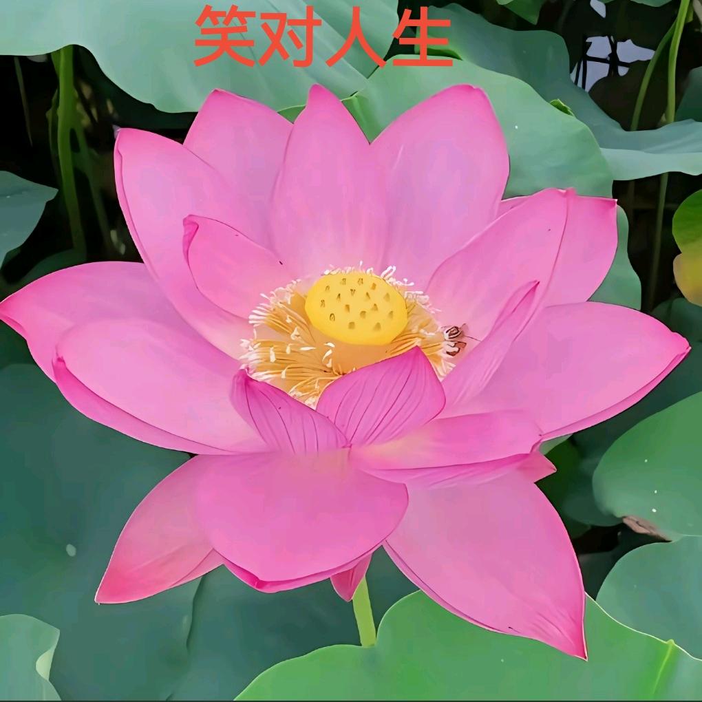 芳香