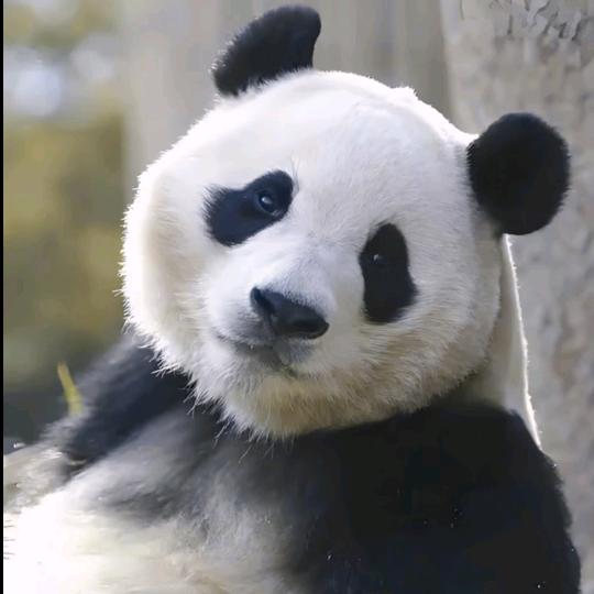 音.福宝..♪🎻