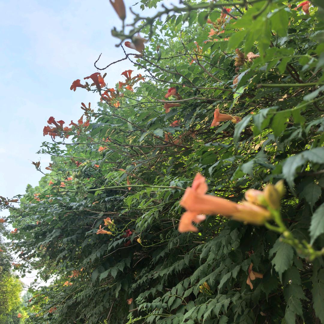 辅导班-孙老师（英语/数学/语文）