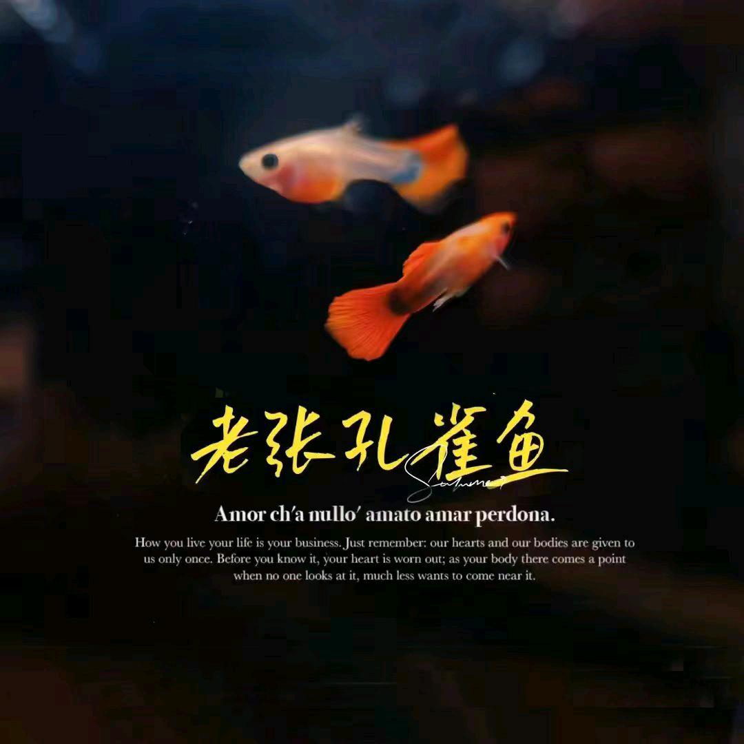 老张孔雀鱼