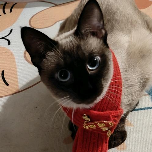 渡叶