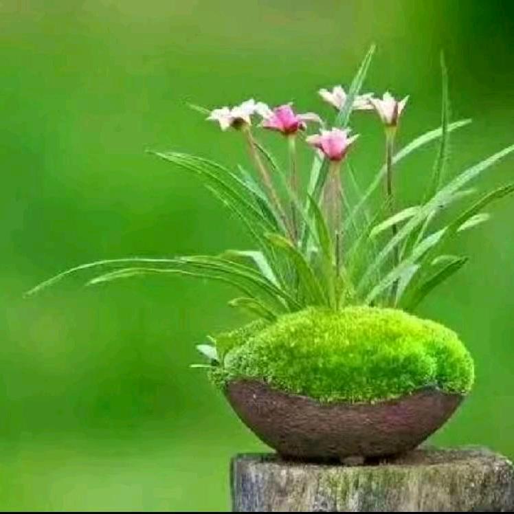 柳竹