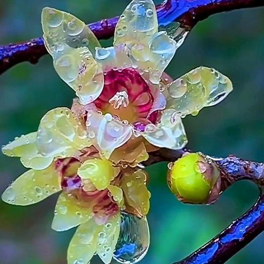 🌹，晒个🌙🌙，月亮🌹