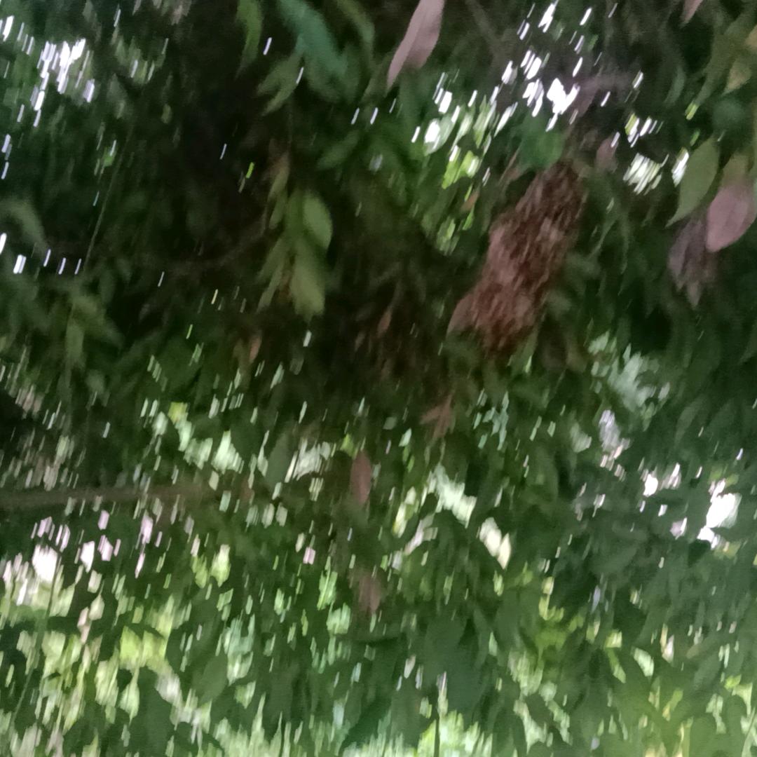 曾昭献