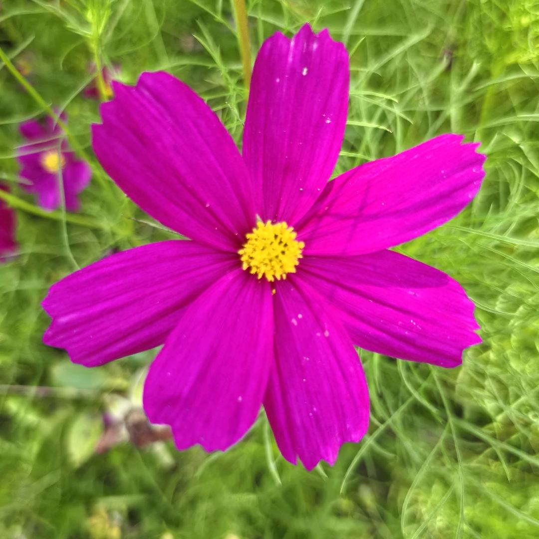 🌹幸福！(^.^)长刘🌻