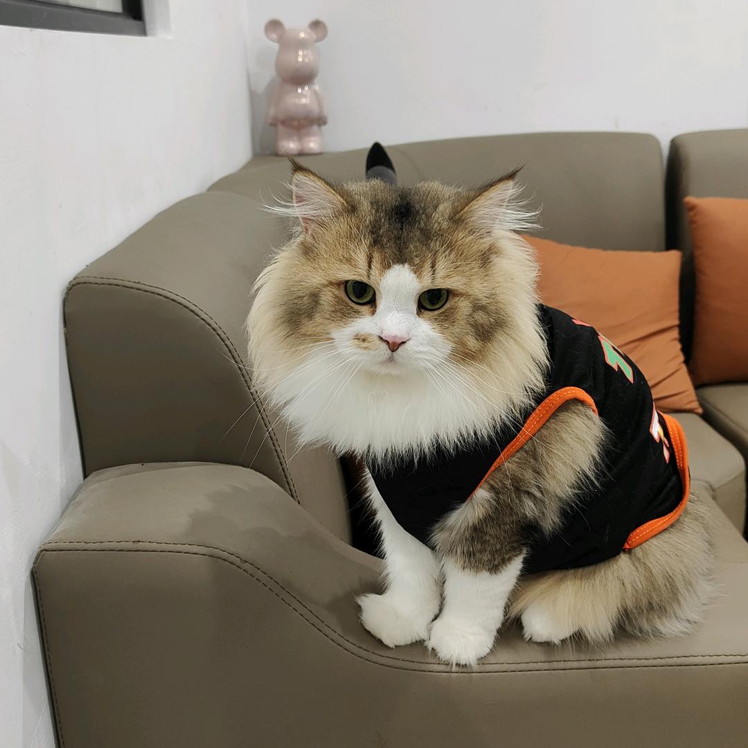 厦门市翔安区Kto宠物联盟