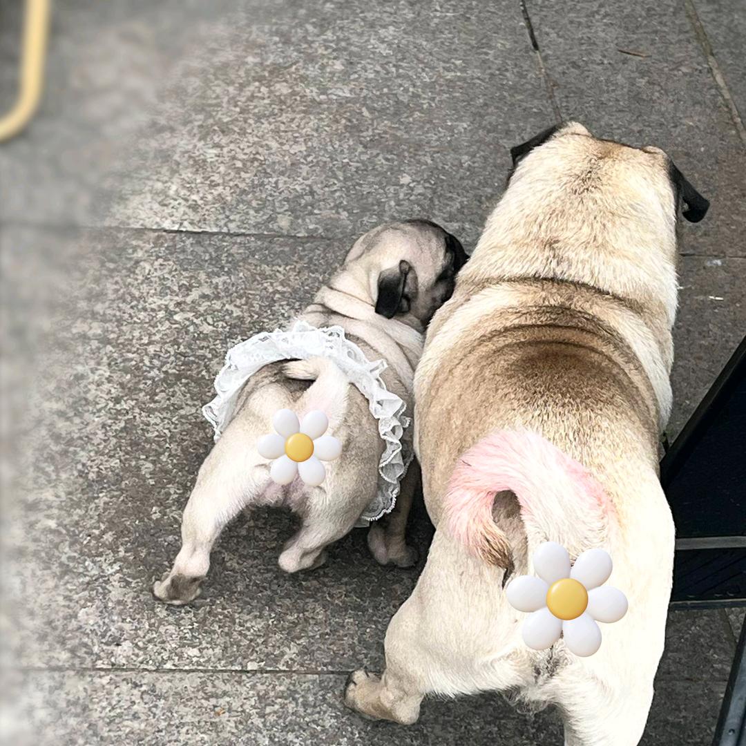 曾蛋糕和曾猪妹儿