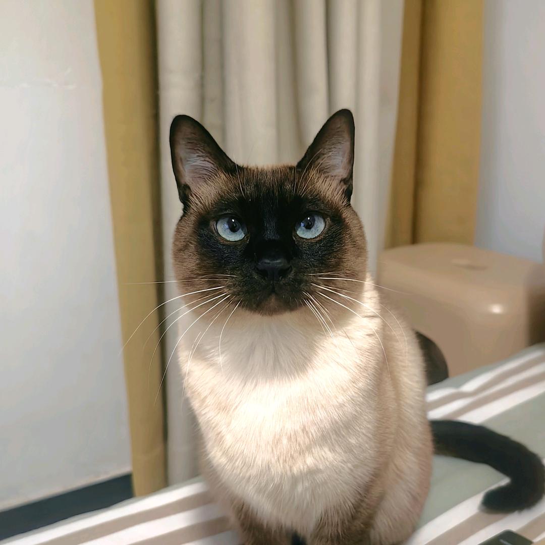 大黑狗