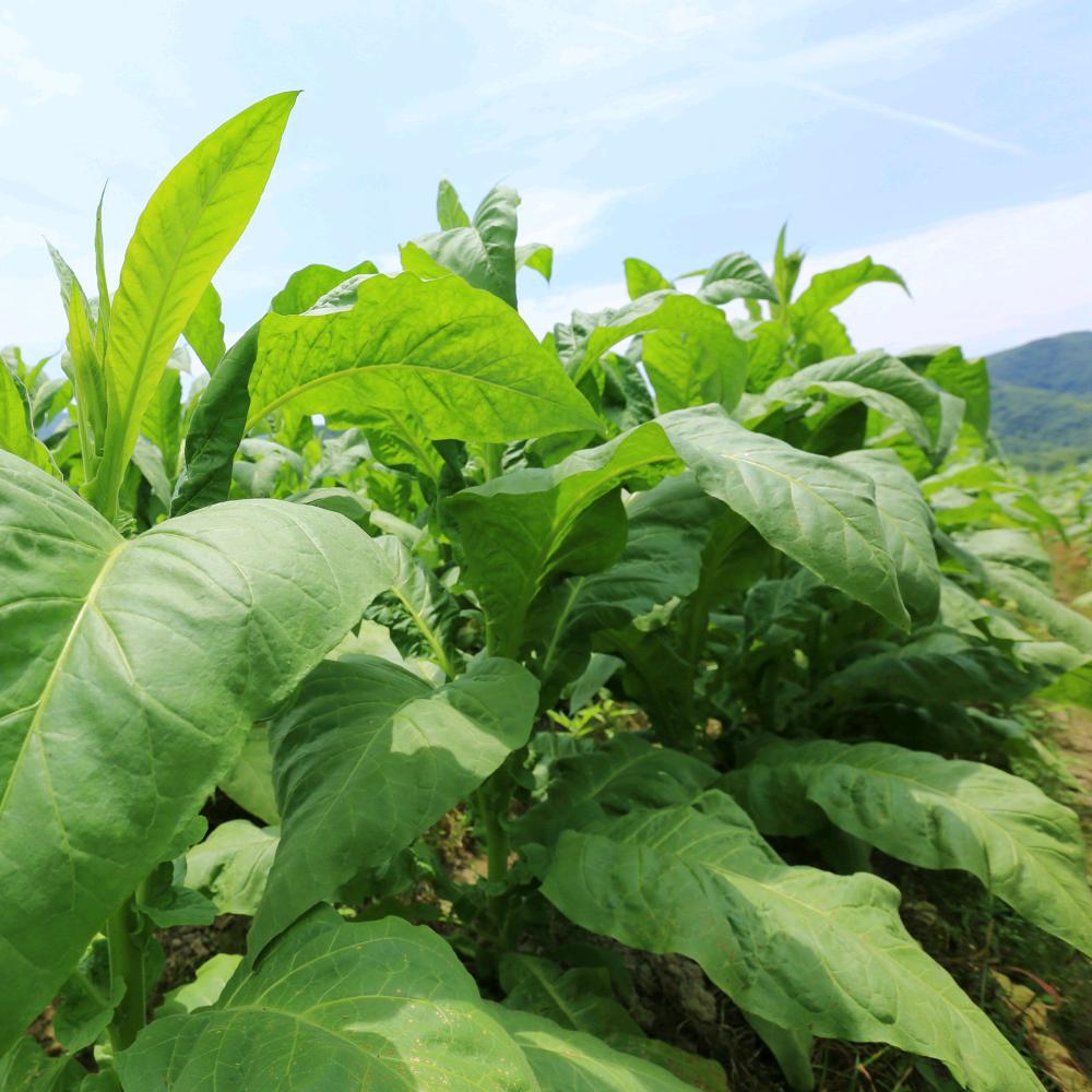 洋洋生活超市佛山市熔熙百货有限公司