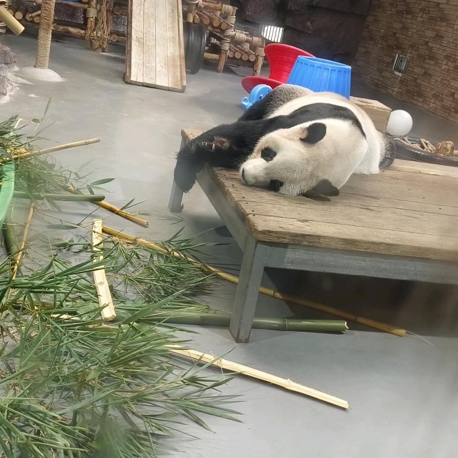 虎宝