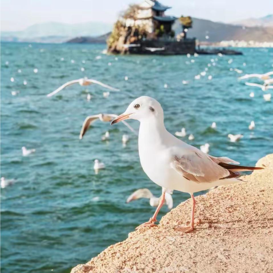 绮罗