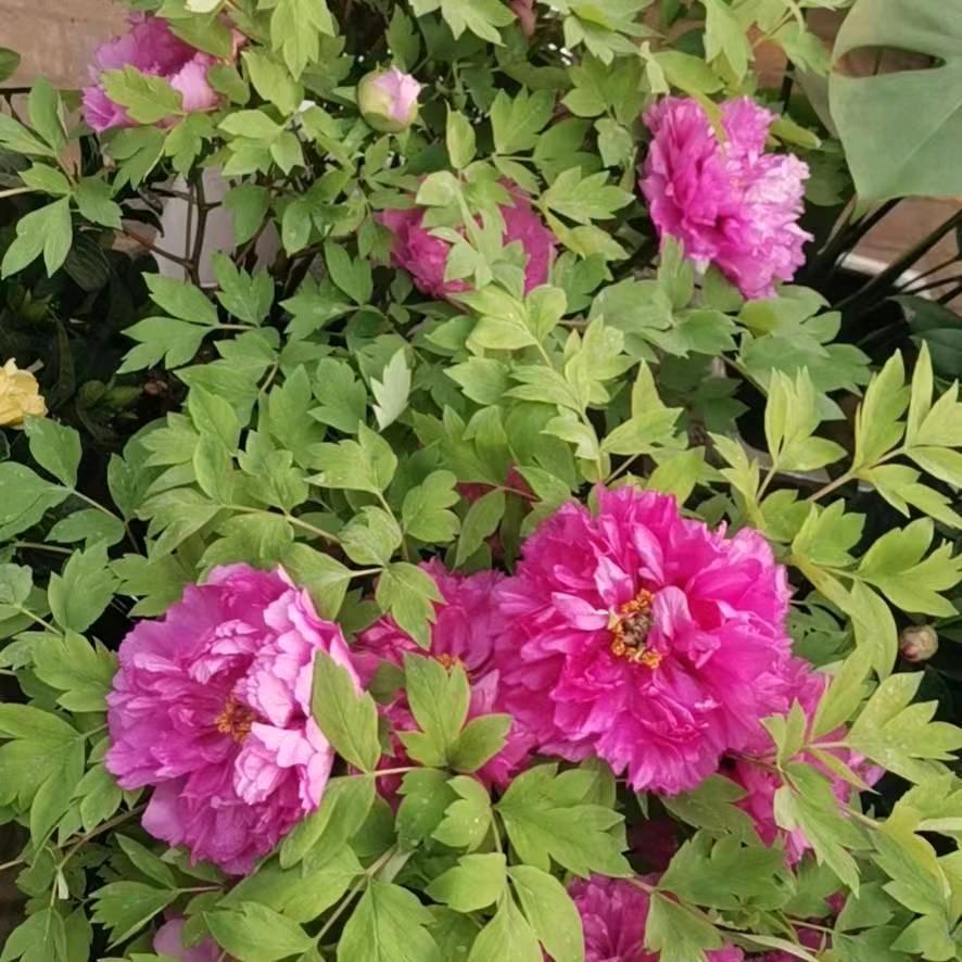 花好月圆