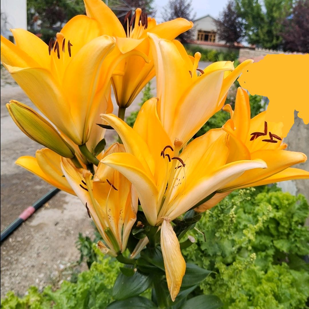 朝花夕拾