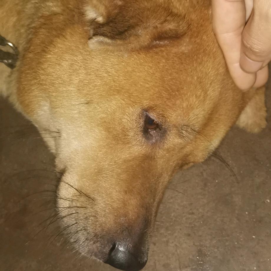 大牛宝宝红鼻子幺崽包公幺妹黑黑大牛