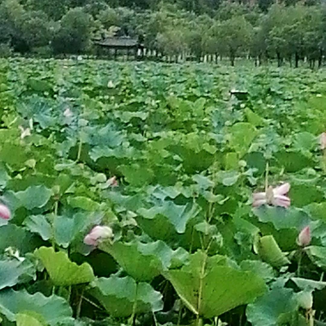 我要东山再起