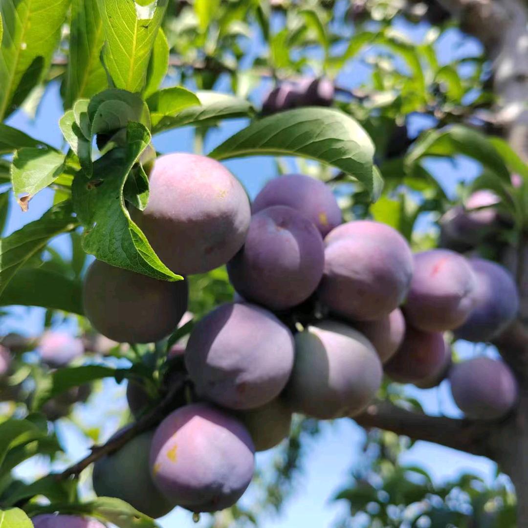 幸福农场(花果山上的李子园)