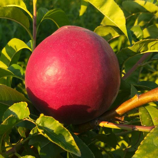 古城乡老贾桃园