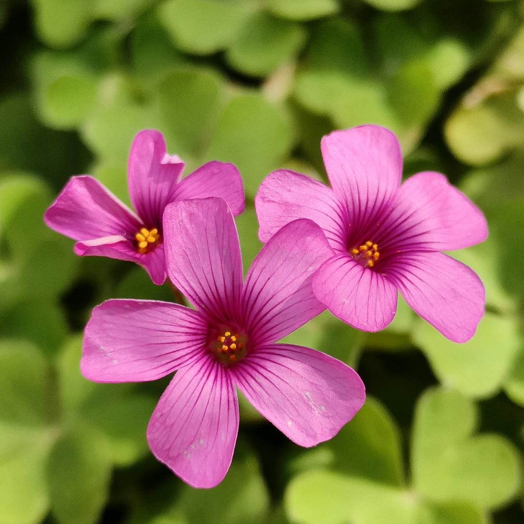 幸福捧着我(朱朱姐)