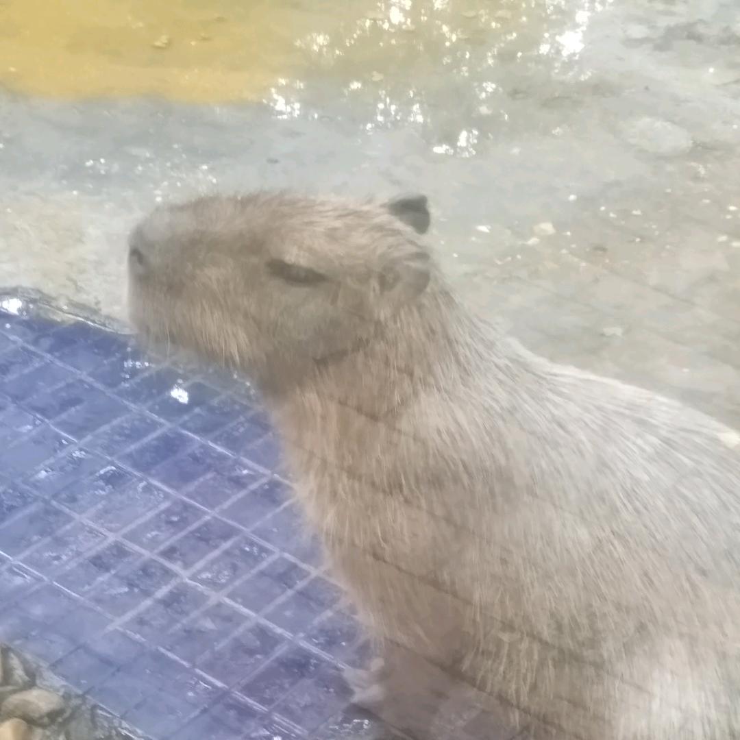 水豚