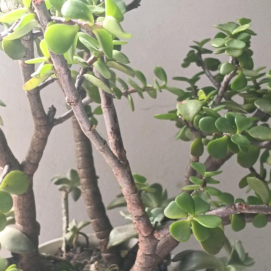 年轮