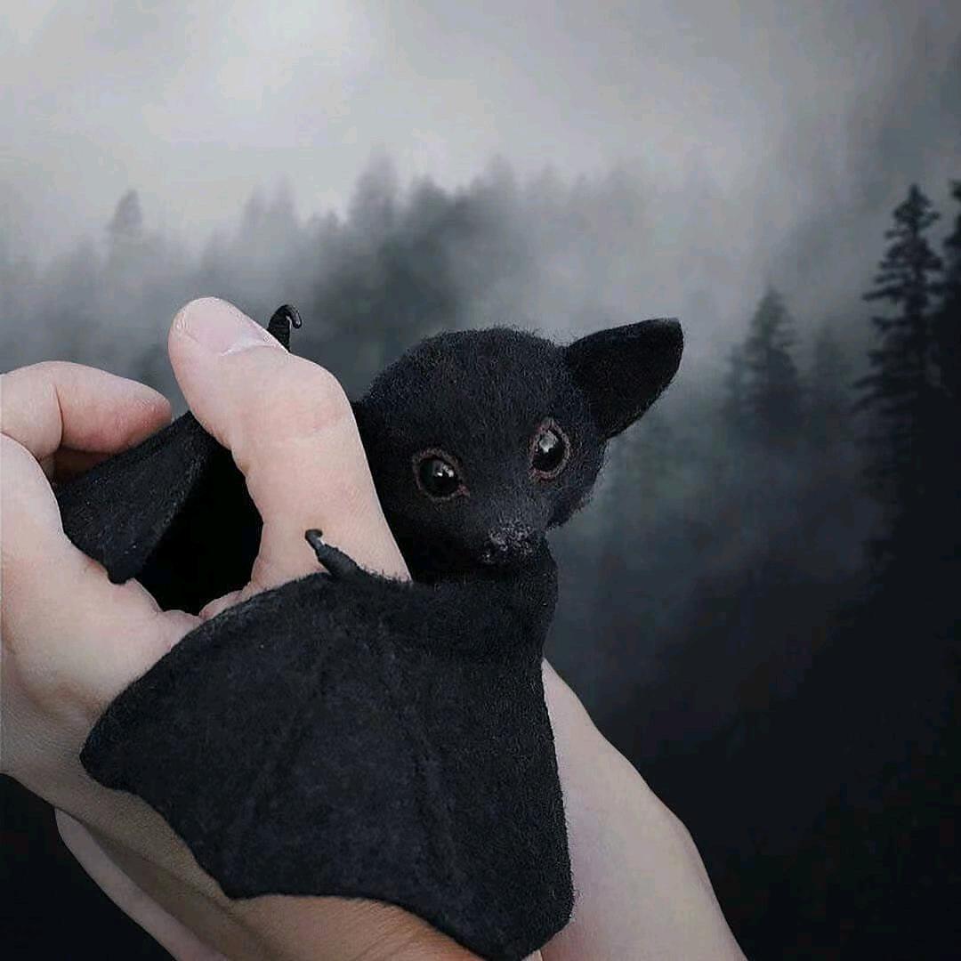 小蝙蝠🦇