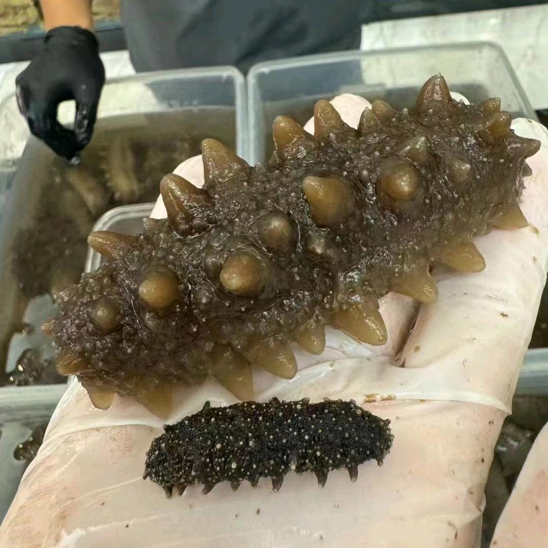 海里人