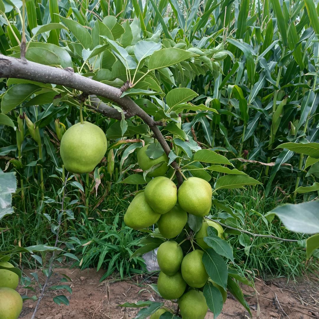 康家地板集成吊顶