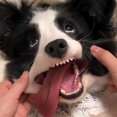 我不是呆