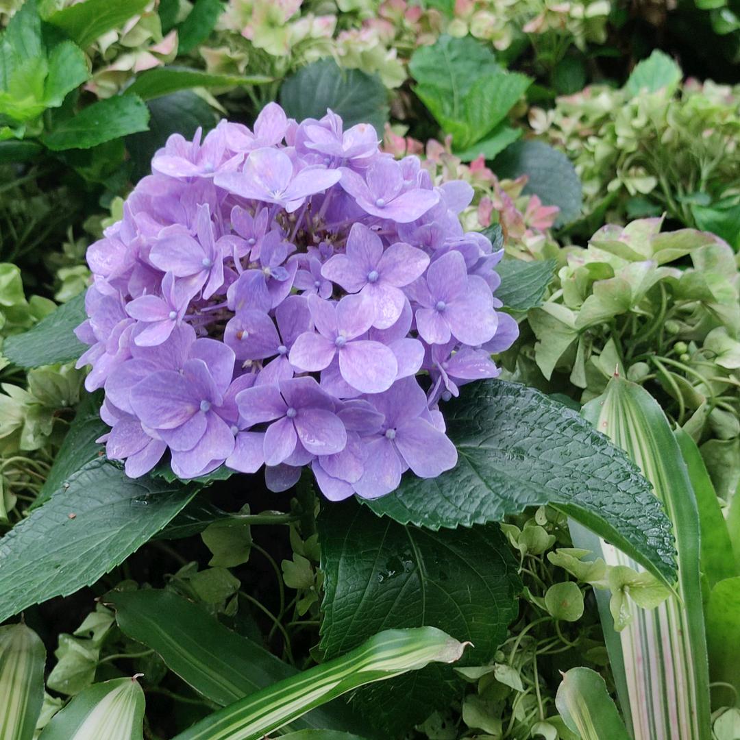 悠悠