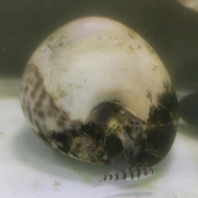 半生风雨，半生痴