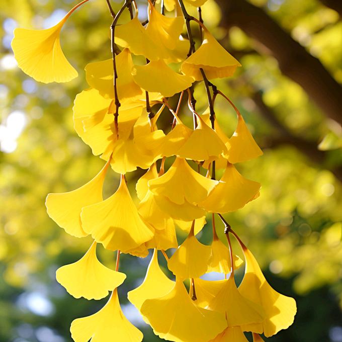 雨晴🏠.🌲.🌸