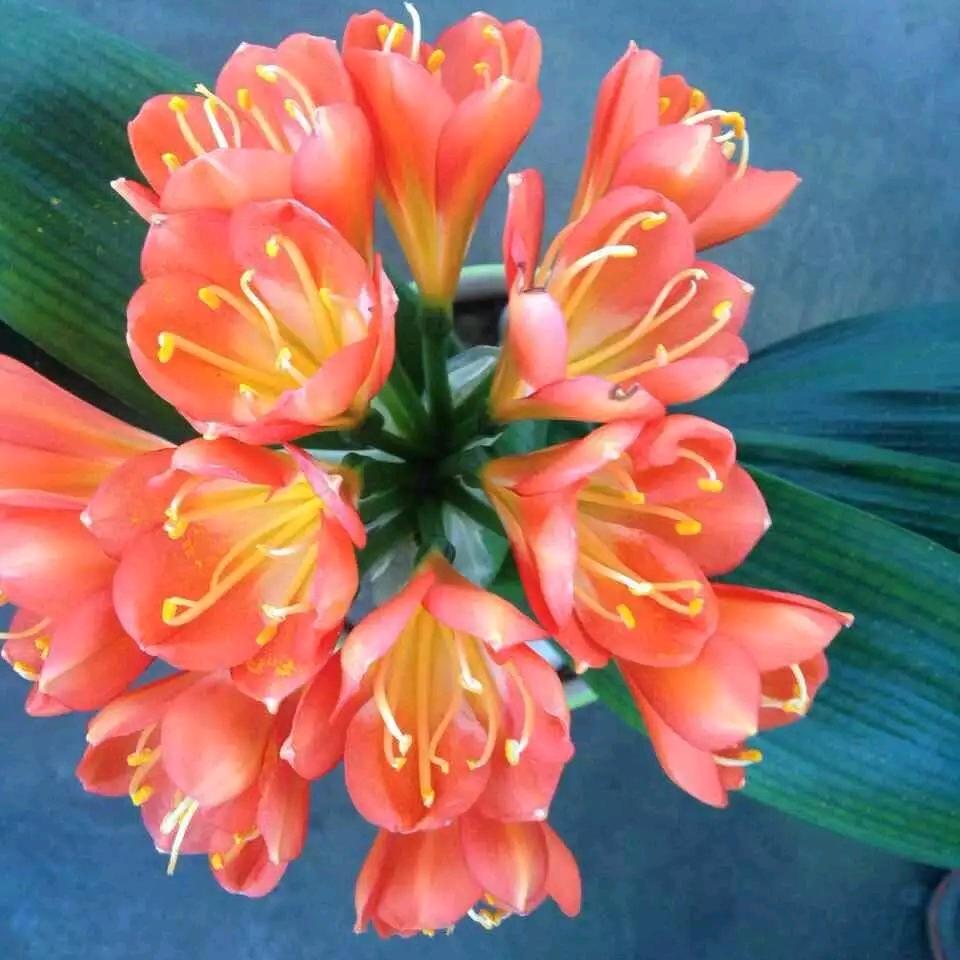 ℒøṽℯ🥀赵ꦿ᭄࿐