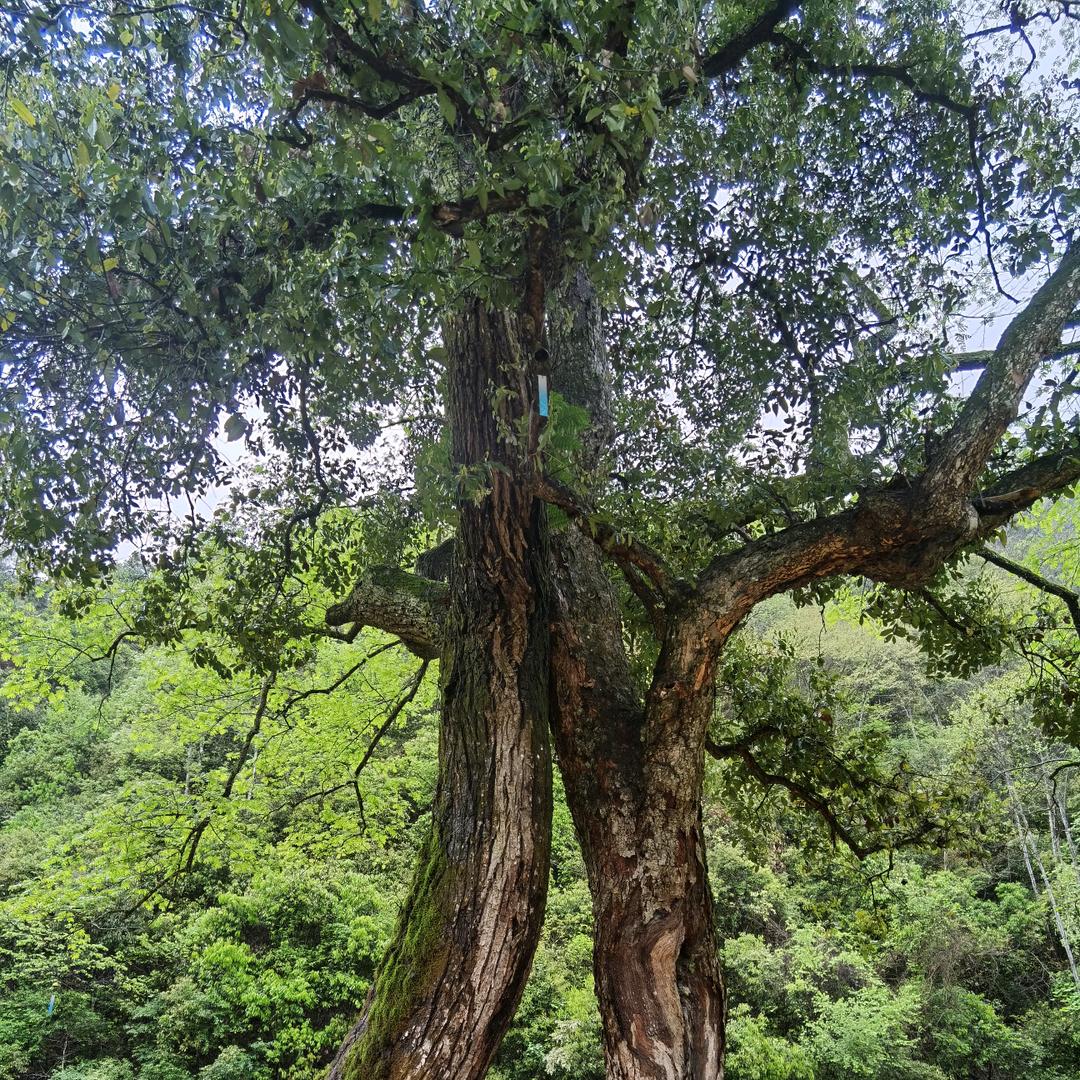 济宁润百福茗茶