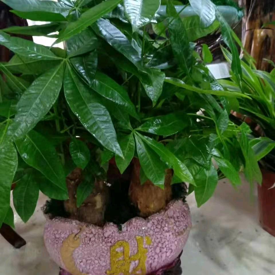 小草
