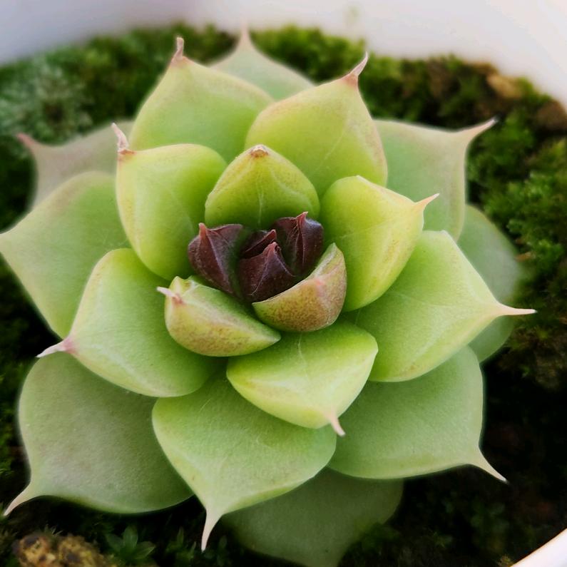 松子臻选花铺