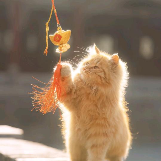 风吹发💰财意🌙