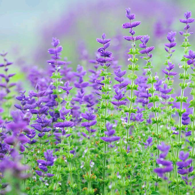 蕊蕊