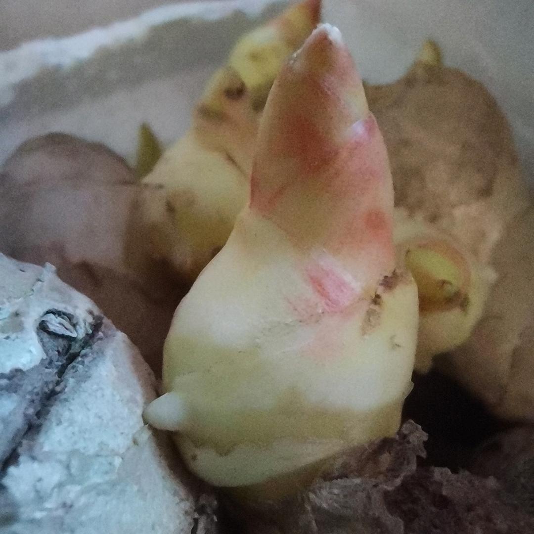 大姜种植管理机械