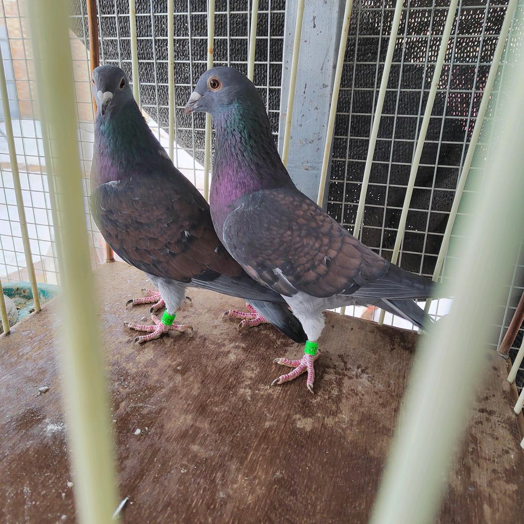 杨阿腾铁锈红培育中心