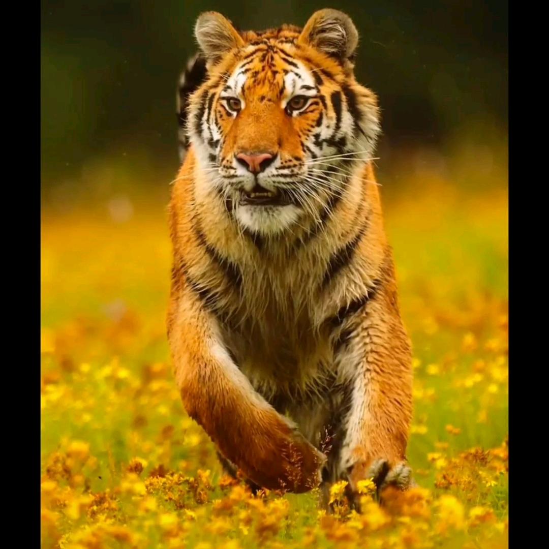 虎哥帮办一条龙