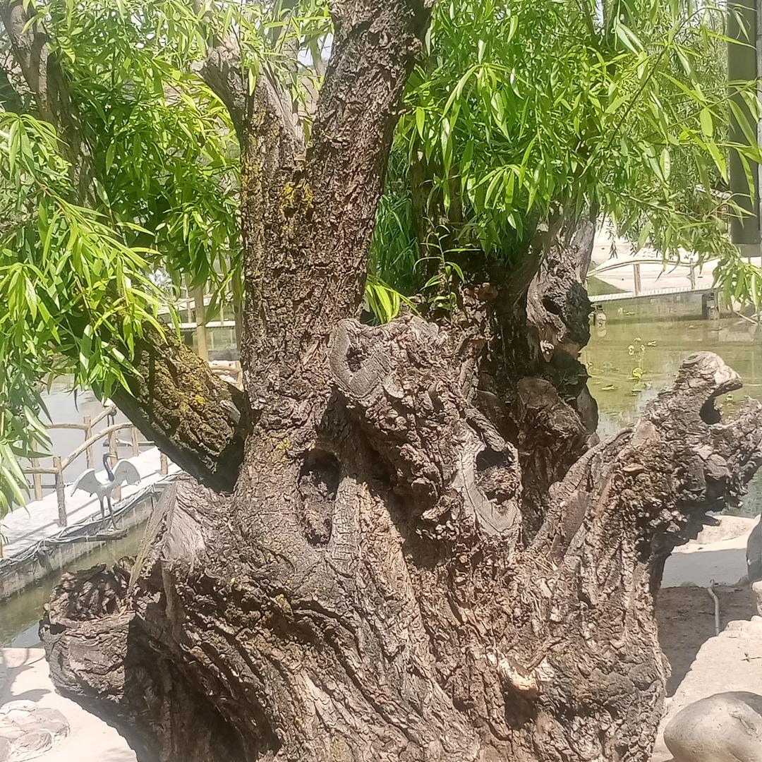 用户9497828551267