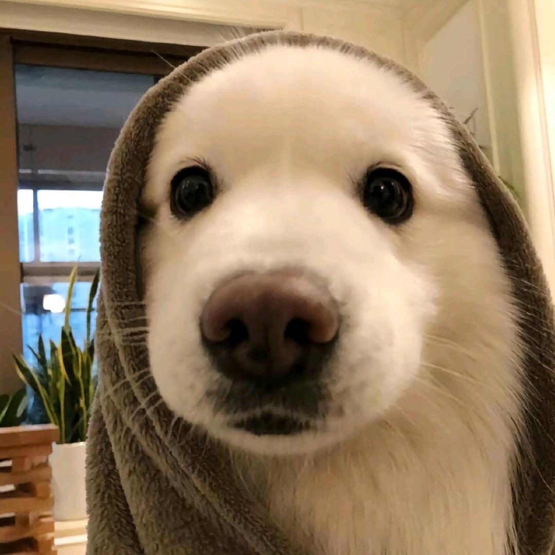 来条烤鱼