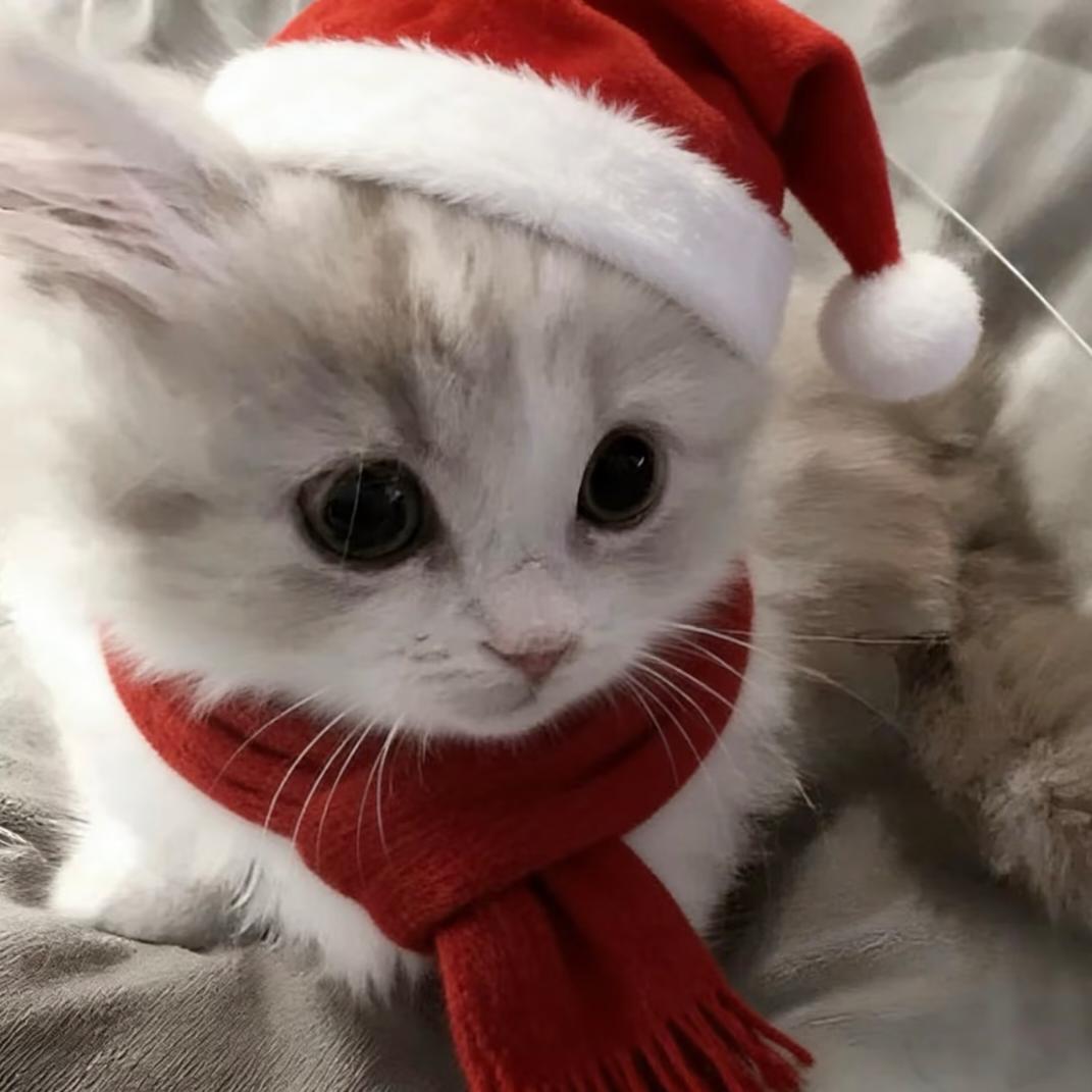 章鱼哥(눈‸눈)